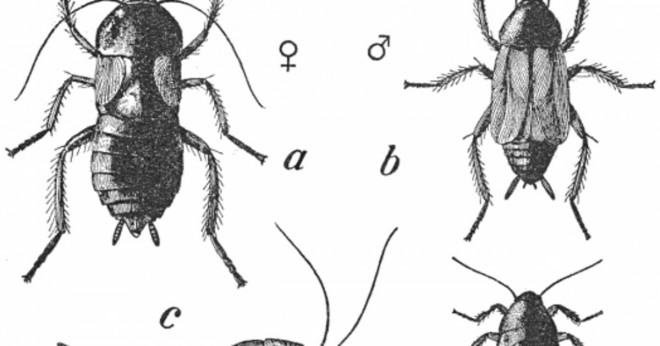 Har kackerlackor hårt organ?