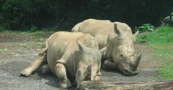 Hur är den vita noshörningen är bevarad?