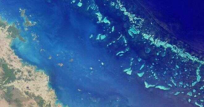 Vad är typer av sjögräs i Great Barrier Reef?