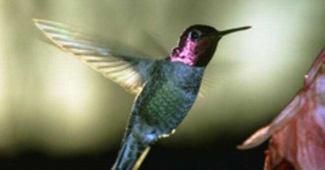 Hur många arter av kolibrier?