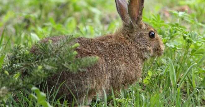 Varför ändrar en arktisk Hare färg?