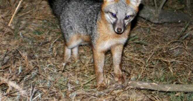 Är den grå fox en faktiska grop tjur blodsband?
