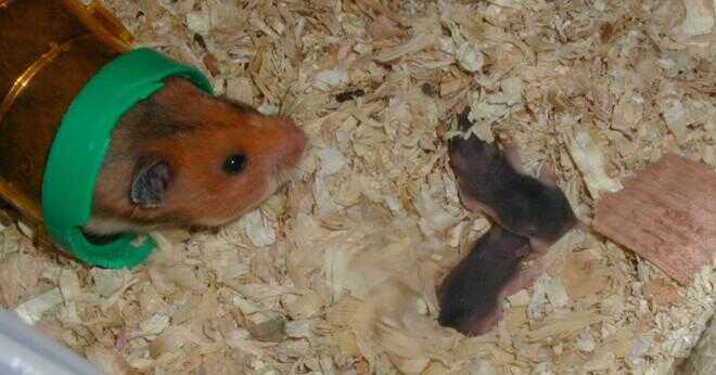 Vad dvärg hamster äter?