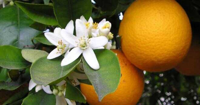 Vad är franska apelsinjuice kallas?