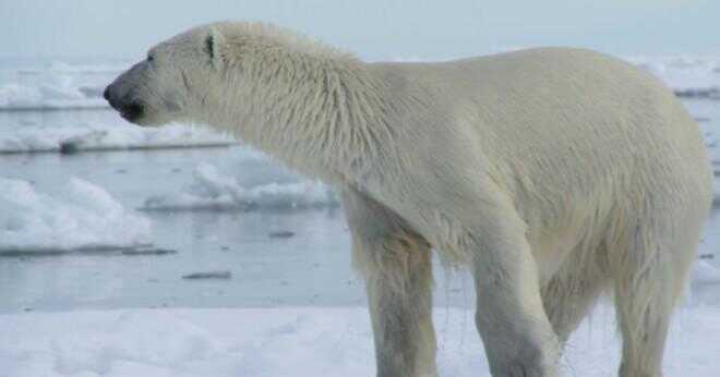 Hur överlever isbjörnar i kylan?