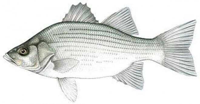 Vilken fisk liknar vit bas i smak?
