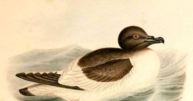 Hur är petrell fåglar anpassade till Antarktis?