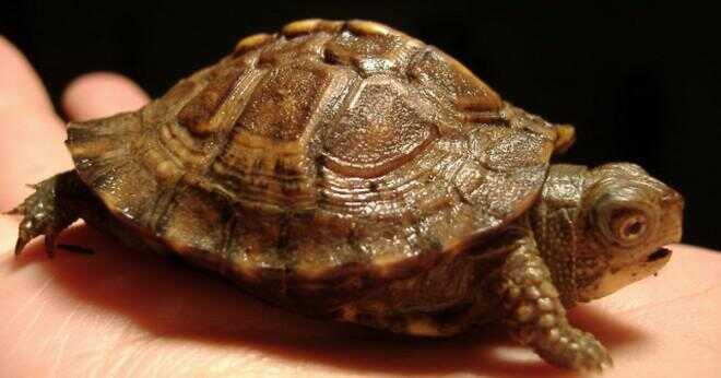 Hur ett sköldpaddsskal hjälper det att överleva?