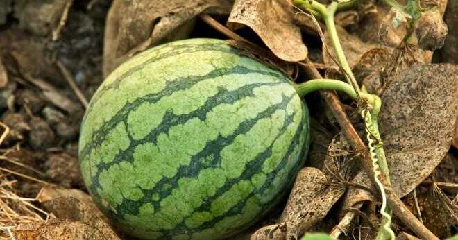 Där vattenmelon ursprung?