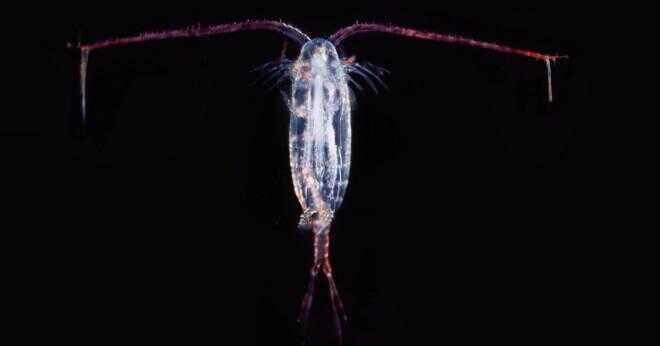 Finns det en art av zoo plankton som äter växter och andra zoo plankton?