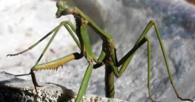 Vad är praying mantis' strategi för självförsvar?