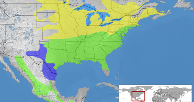 Kan en östra bluebird leva i Ohio?