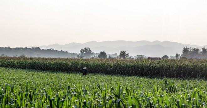Som oss staten är känt för att odla majs?