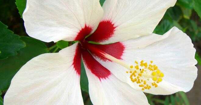 Vilka är delarna av hibiscus blomma och funktioner?