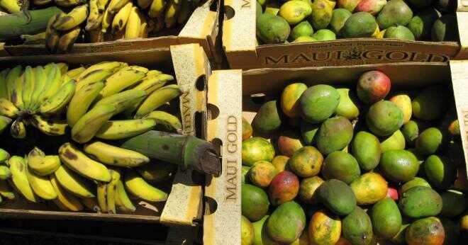 Hur nyttjandet av mango skal till gelé?