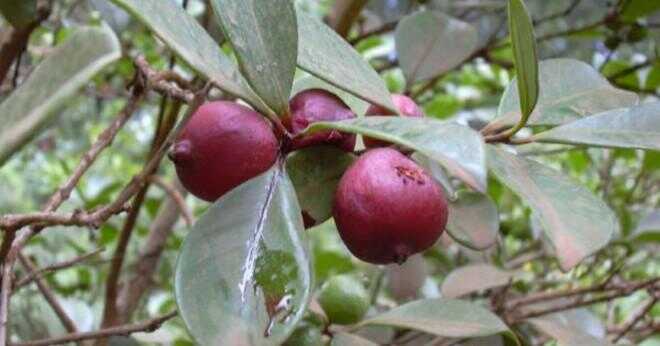 Vad är formen på en guava blad?