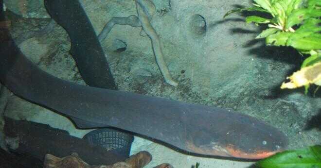 Har elektriska ålar några naturliga predatorer?