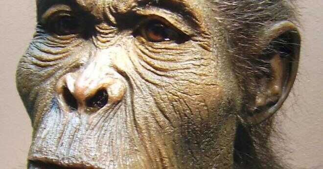 När apor och hominider avviker?