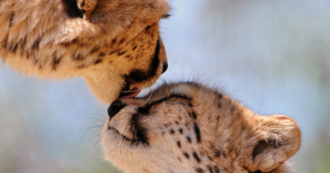 Vad är geparder favorit sak att äta?