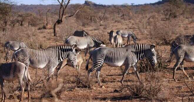 Varför har zebror manes?