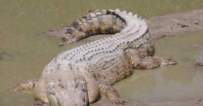 Vad gör träsket krokodilen äter och hur?