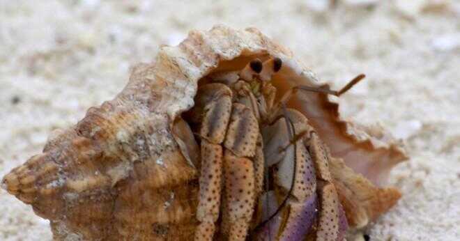 Hur får man bort av död krabba lukten i din crabitat?