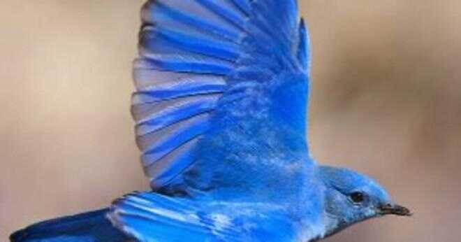 Hur ser en kvinnlig bluebird ut?