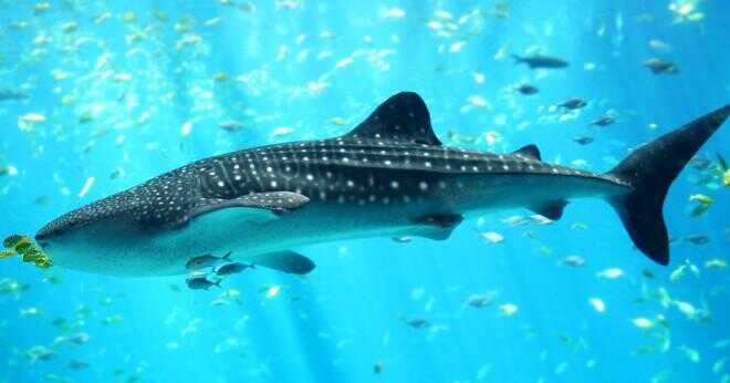 Är Gigantism en egenskap som ofta ses bland många djur i djup ocean vatten?
