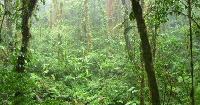 Hur är regnskogen ett ekosystem?