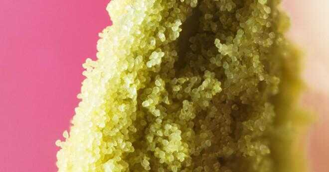 Kan solrosor cross pollinera med utsäde majs?