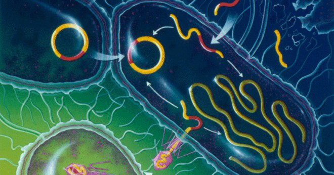 Vad är fem mikrober namn som börjar med bokstaven e?