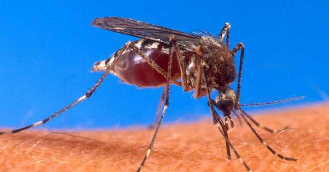 Är malaria samma som gula febern?