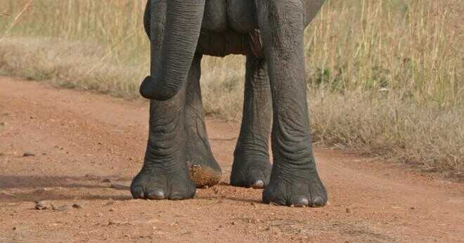 Hur mycket väger en elefant i ton?
