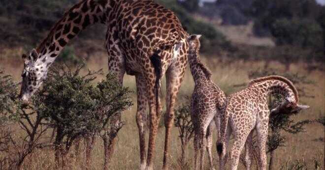 Hur mycket en baby giraff äter på en dag?