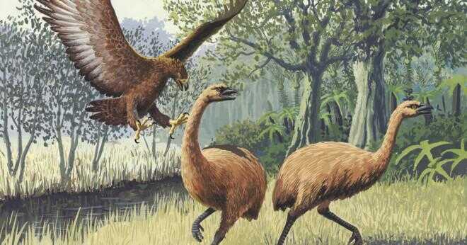 Vilka nya Zeeland bird växte upp till 3 meter lång?