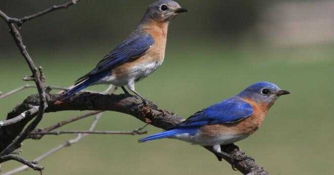 Hur hjälper bluebirds kontroll skadedjur?