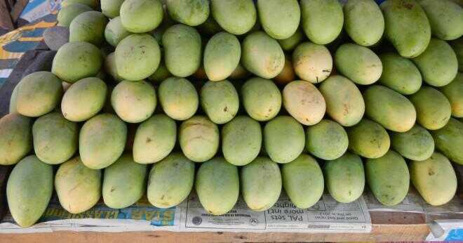 Hur lång mangoträd växa?
