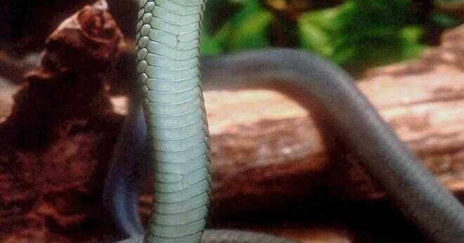 Vad ormar är giftiga?