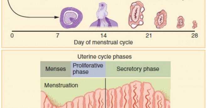 Vad orsakar menstruationscykeln?