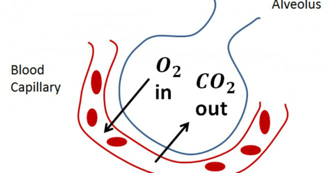 Respiratoriska membranet av gas utbyte ytor består av?