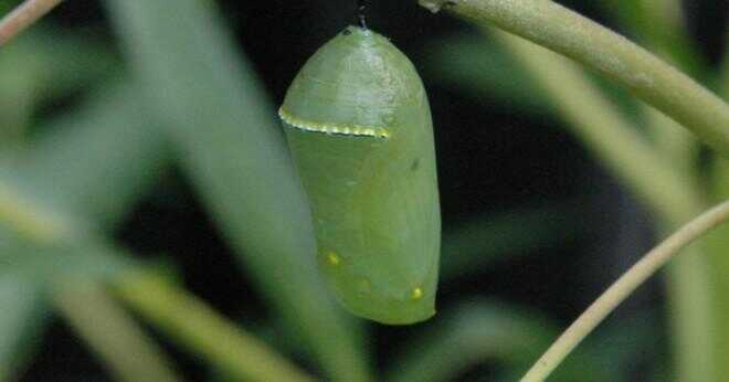 Vad kallas det när en larv ömsat skinn?