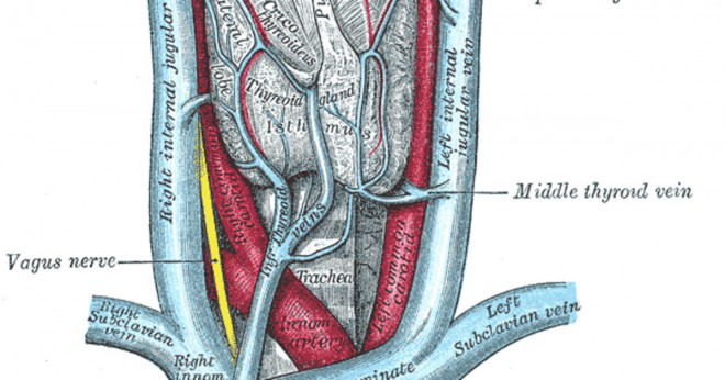 Vad är de stora nerverna tjänstgöra i diaphgram?